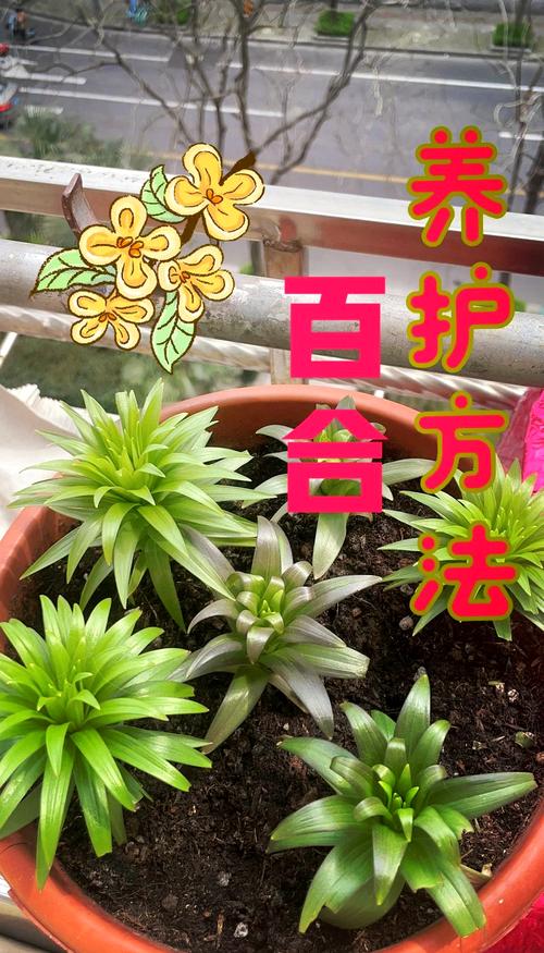 百合花盆栽的养殖方法，百合花盆栽的养殖方法和技术-第3张图片-优品飞百科