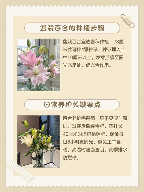 百合花盆栽的养殖方法，百合花盆栽的养殖方法和技术-第5张图片-优品飞百科