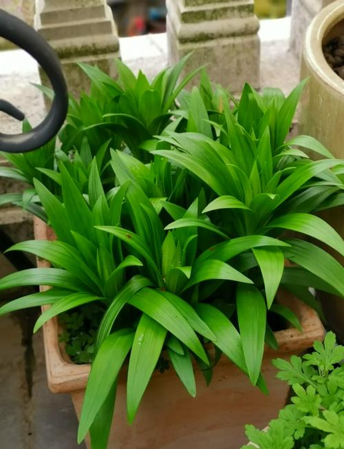 百合花盆栽的养殖方法，百合花盆栽的养殖方法和技术-第6张图片-优品飞百科