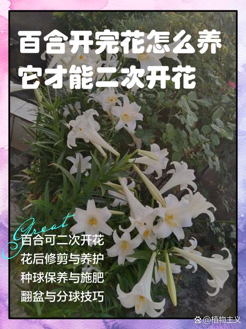 百合花盆栽的养殖方法，百合花盆栽的养殖方法和技术-第8张图片-优品飞百科