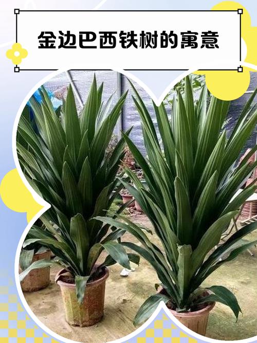 巴西铁的风水作用？巴西铁图片及养殖方法？