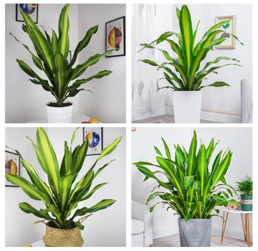 巴西铁的风水作用？巴西铁图片及养殖方法？-第2张图片-优品飞百科