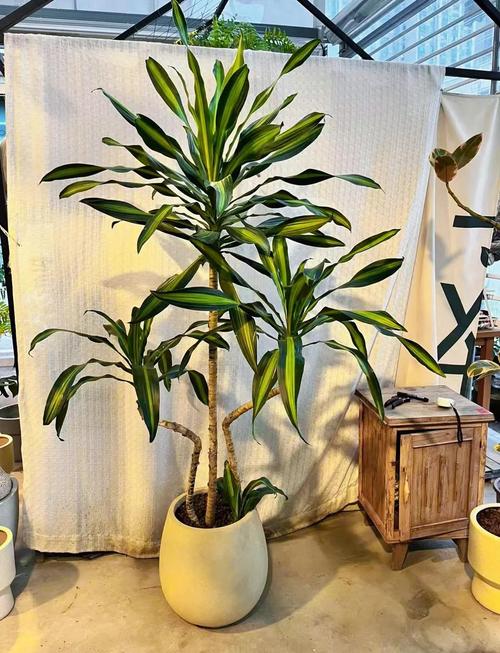 巴西铁的风水作用？巴西铁图片及养殖方法？-第3张图片-优品飞百科