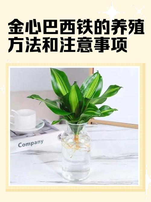 巴西铁的风水作用？巴西铁图片及养殖方法？-第4张图片-优品飞百科