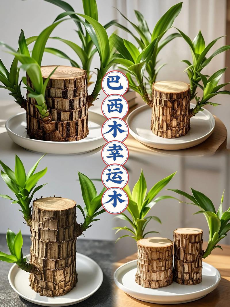 巴西铁的风水作用？巴西铁图片及养殖方法？-第5张图片-优品飞百科