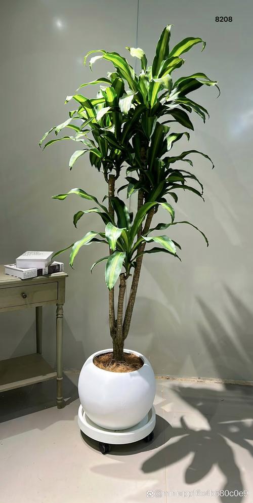 巴西铁的风水作用？巴西铁图片及养殖方法？-第6张图片-优品飞百科