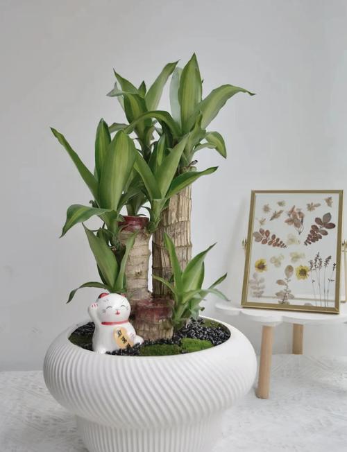 巴西铁的风水作用？巴西铁图片及养殖方法？-第7张图片-优品飞百科