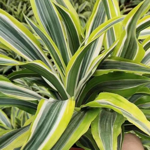 巴西铁的风水作用？巴西铁图片及养殖方法？-第8张图片-优品飞百科