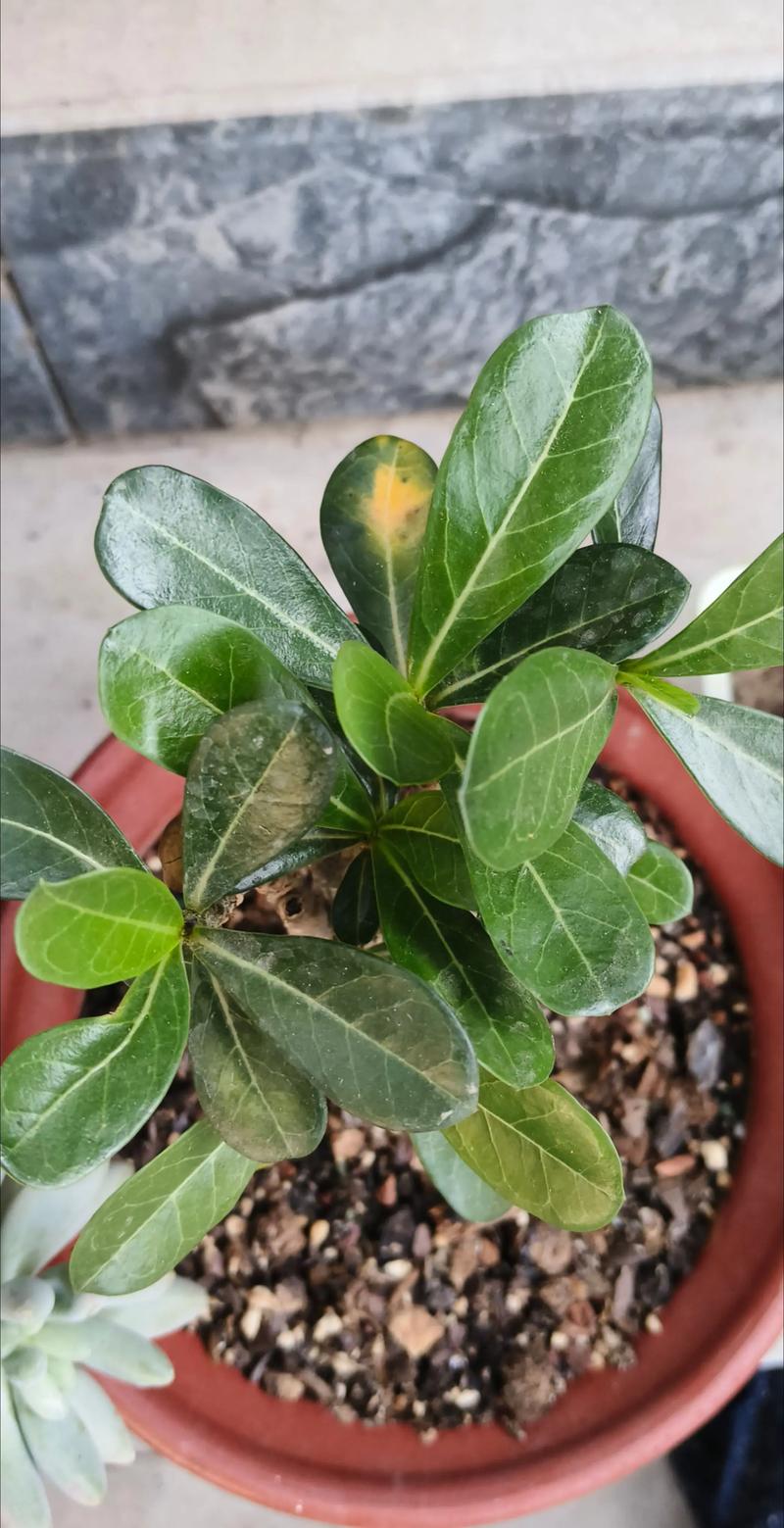 刚买的沙漠玫瑰叶子发黄怎么办，买回的沙漠玫瑰为什么黄叶子