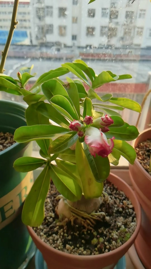 刚买的沙漠玫瑰叶子发黄怎么办，买回的沙漠玫瑰为什么黄叶子-第2张图片-优品飞百科