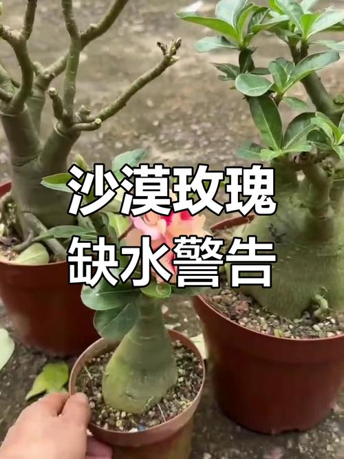 刚买的沙漠玫瑰叶子发黄怎么办，买回的沙漠玫瑰为什么黄叶子-第4张图片-优品飞百科