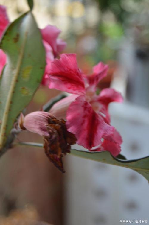 刚买的沙漠玫瑰叶子发黄怎么办，买回的沙漠玫瑰为什么黄叶子-第5张图片-优品飞百科