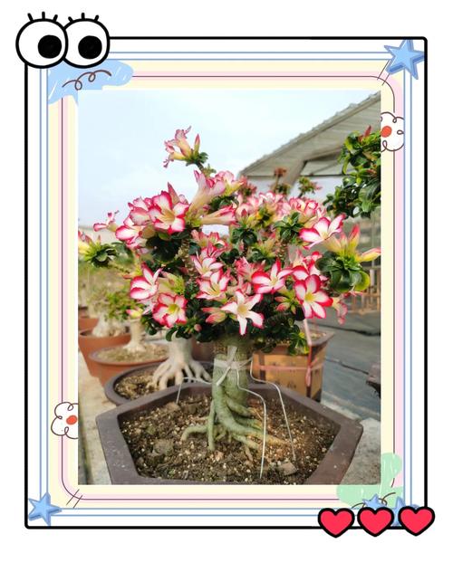 刚买的沙漠玫瑰叶子发黄怎么办，买回的沙漠玫瑰为什么黄叶子-第6张图片-优品飞百科