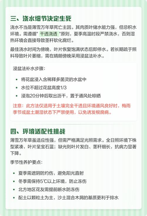 薄雪万年草的作用？薄雪万年草怎么养成老桩？