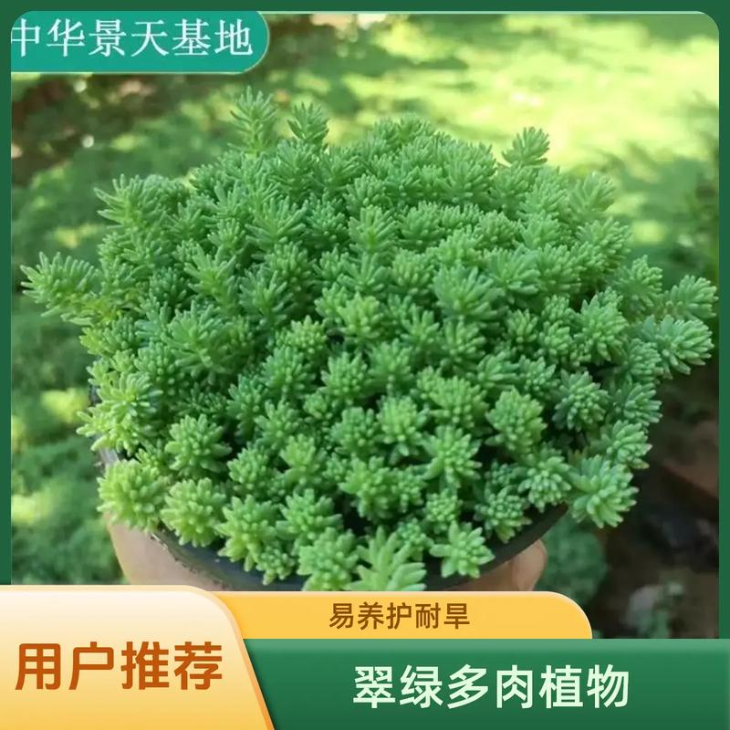 薄雪万年草的作用?薄雪万年草怎么养成老桩?-第4张图片-优品飞百科 薄雪万年草的作用?薄雪万年草怎么养成老桩?-第4张图片-优品飞百科