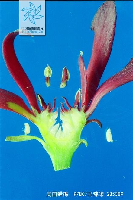 夏腊梅什么时候开花，夏腊梅花图片？