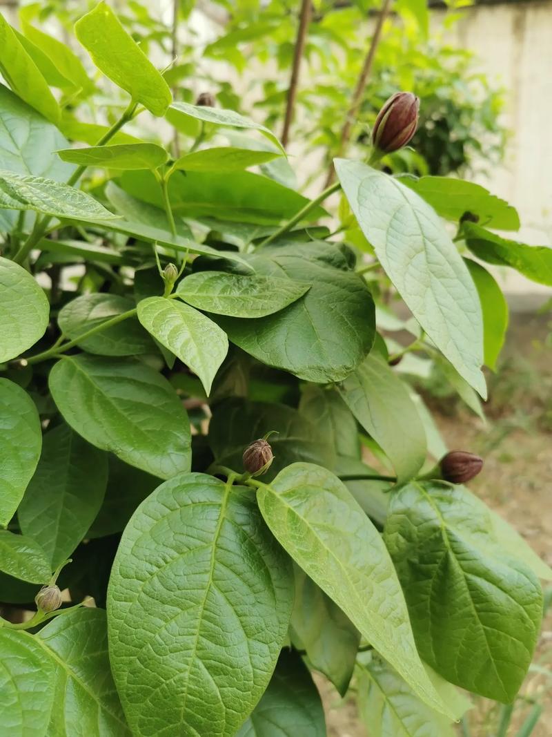 夏腊梅什么时候开花，夏腊梅花图片？-第2张图片-优品飞百科