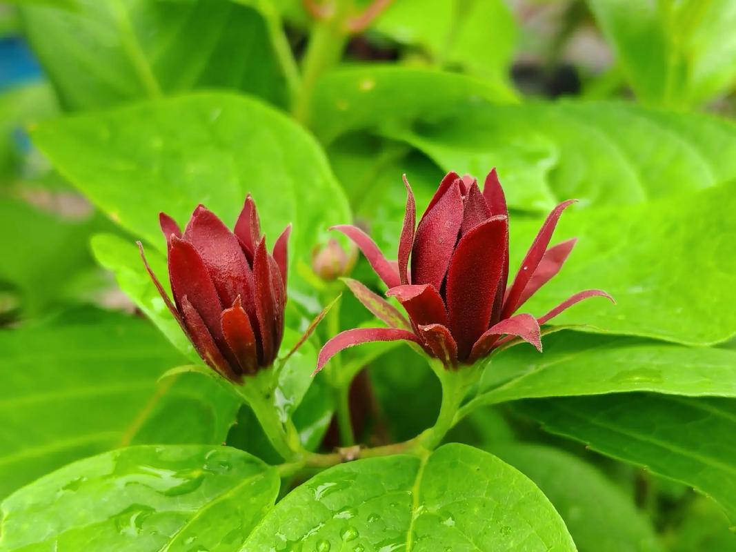 夏腊梅什么时候开花，夏腊梅花图片？-第3张图片-优品飞百科