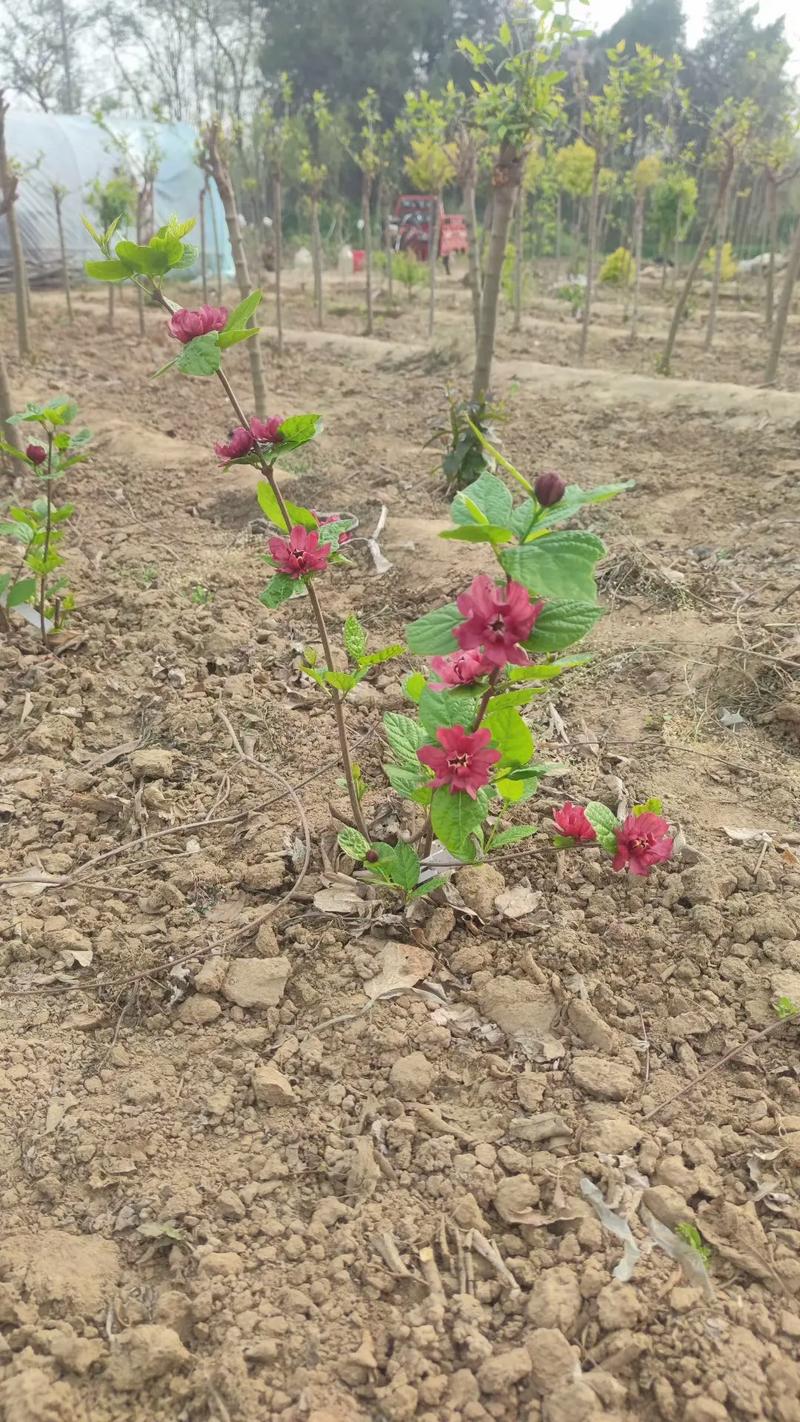 夏腊梅什么时候开花，夏腊梅花图片？-第4张图片-优品飞百科