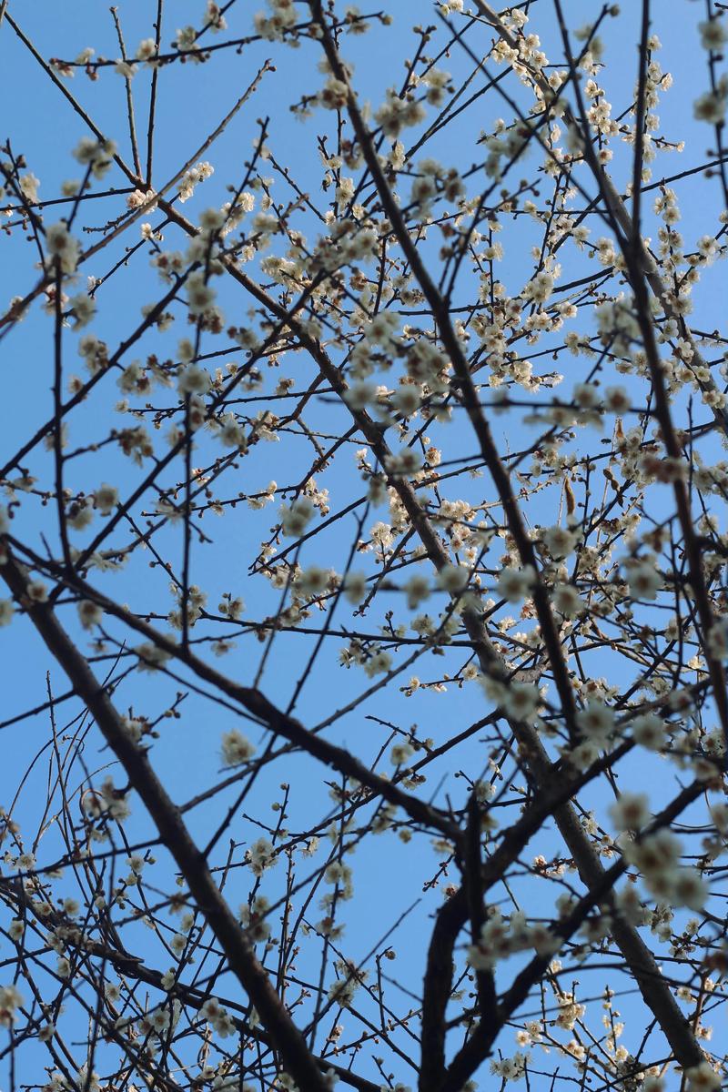 夏腊梅什么时候开花，夏腊梅花图片？-第5张图片-优品飞百科