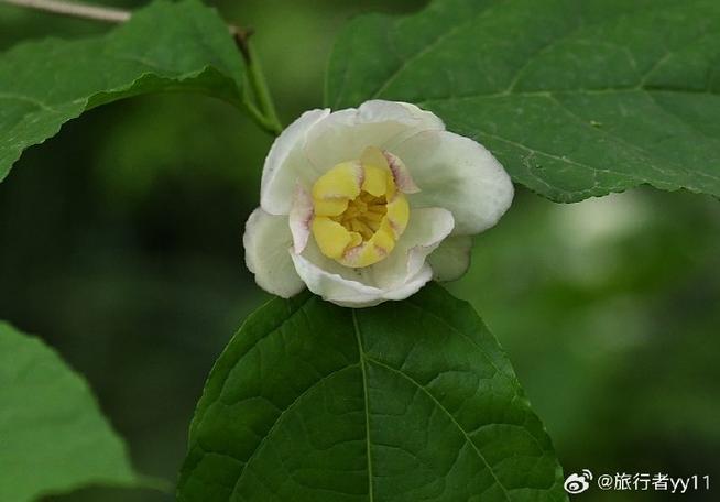 夏腊梅什么时候开花，夏腊梅花图片？-第6张图片-优品飞百科