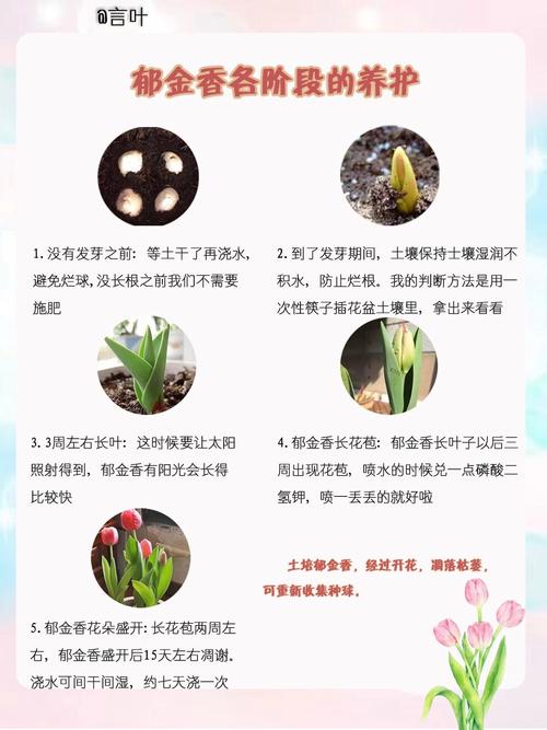 郁金香的养殖方法和注意事项，郁金香的养殖方法和注意事项大全