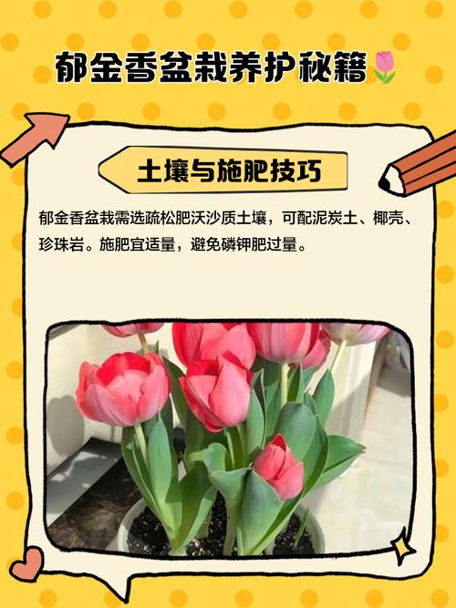 郁金香的养殖方法和注意事项，郁金香的养殖方法和注意事项大全-第2张图片-优品飞百科