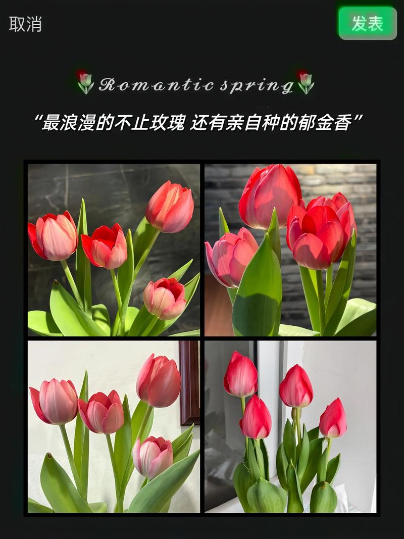 郁金香的养殖方法和注意事项，郁金香的养殖方法和注意事项大全-第3张图片-优品飞百科