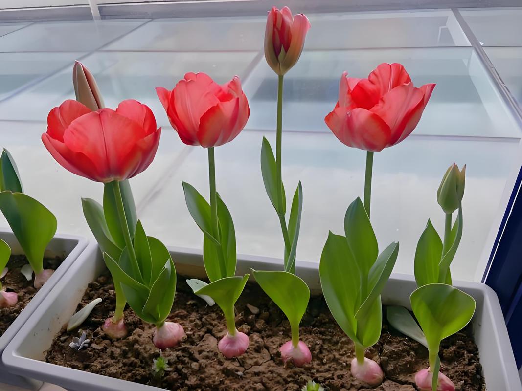 郁金香的养殖方法和注意事项，郁金香的养殖方法和注意事项大全-第4张图片-优品飞百科