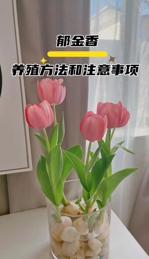 郁金香的养殖方法和注意事项，郁金香的养殖方法和注意事项大全-第6张图片-优品飞百科