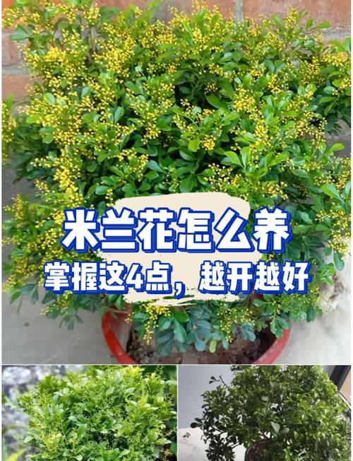 米兰花秋天怎么养,米兰秋天开花吗?-第3张图片-优品飞百科 米兰花秋天怎么养,米兰秋天开花吗?-第3张图片-优品飞百科