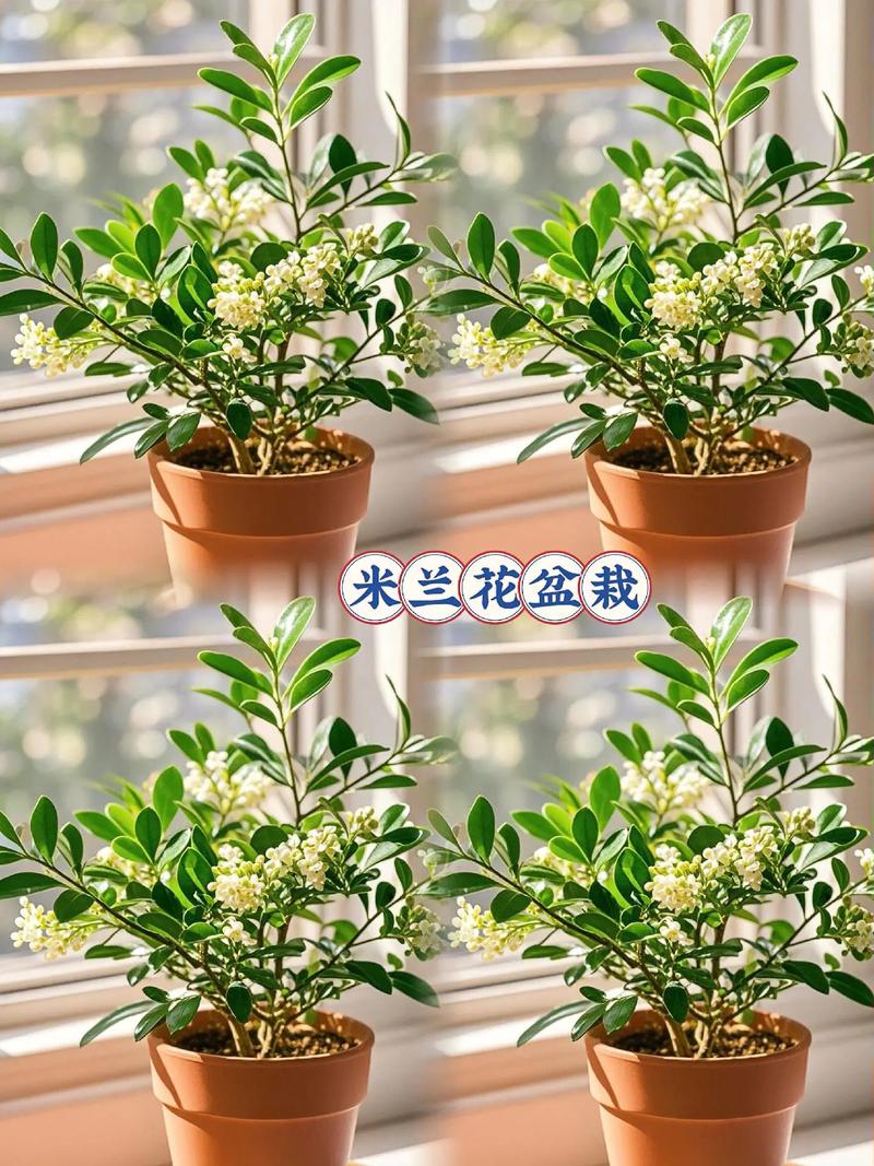 米兰花秋天怎么养,米兰秋天开花吗?-第4张图片-优品飞百科 米兰花秋天怎么养,米兰秋天开花吗?-第4张图片-优品飞百科