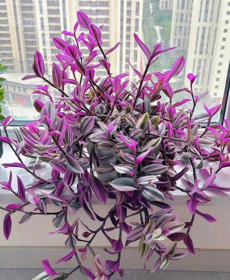 “上班族”养花首选这3种，不用晒太阳，自己就能长的简单介绍