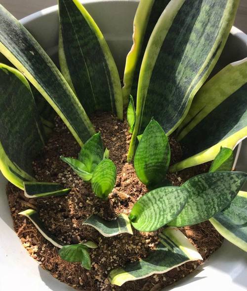 “上班族”养花首选这3种,不用晒太阳,自己就能长的简单介绍-第3张图片-优品飞百科 “上班族”养花首选这3种,不用晒太阳,自己就能长的简单介绍-第3张图片-优品飞百科