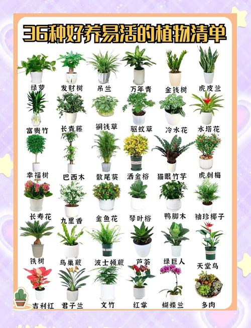 “上班族”养花首选这3种,不用晒太阳,自己就能长的简单介绍-第4张图片-优品飞百科 “上班族”养花首选这3种,不用晒太阳,自己就能长的简单介绍-第4张图片-优品飞百科