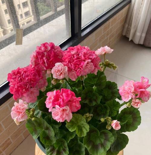 “上班族”养花首选这3种,不用晒太阳,自己就能长的简单介绍-第5张图片-优品飞百科 “上班族”养花首选这3种,不用晒太阳,自己就能长的简单介绍-第5张图片-优品飞百科