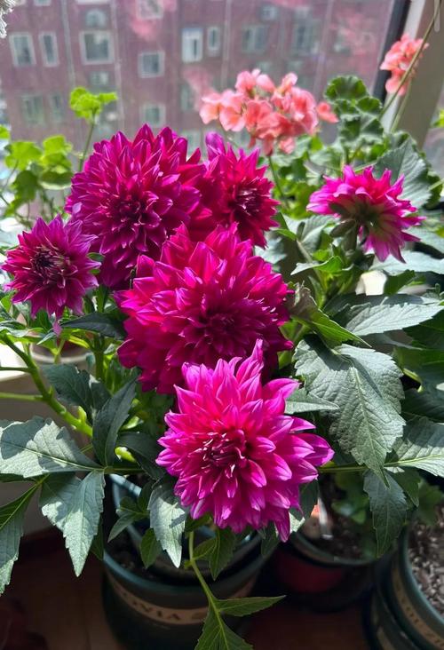 “上班族”养花首选这3种,不用晒太阳,自己就能长的简单介绍-第6张图片-优品飞百科 “上班族”养花首选这3种,不用晒太阳,自己就能长的简单介绍-第6张图片-优品飞百科