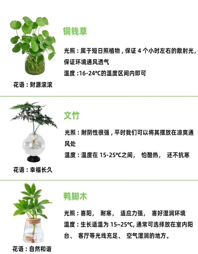 “上班族”养花首选这3种,不用晒太阳,自己就能长的简单介绍-第7张图片-优品飞百科 “上班族”养花首选这3种,不用晒太阳,自己就能长的简单介绍-第7张图片-优品飞百科