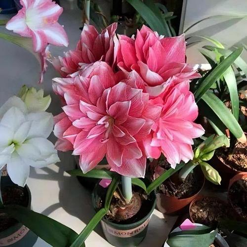 “上班族”养花首选这3种,不用晒太阳,自己就能长的简单介绍-第8张图片-优品飞百科 “上班族”养花首选这3种,不用晒太阳,自己就能长的简单介绍-第8张图片-优品飞百科