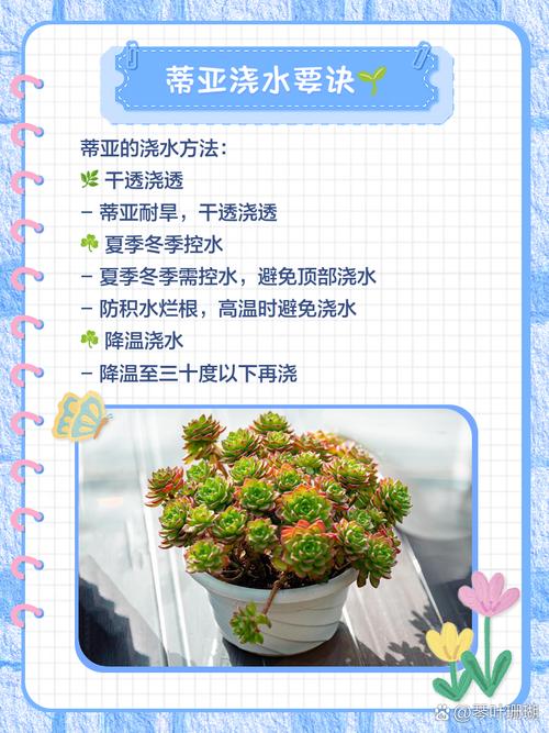 蒂亚怎么爆盆？蒂亚怎么控养？