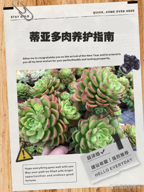 蒂亚怎么爆盆？蒂亚怎么控养？-第2张图片-优品飞百科