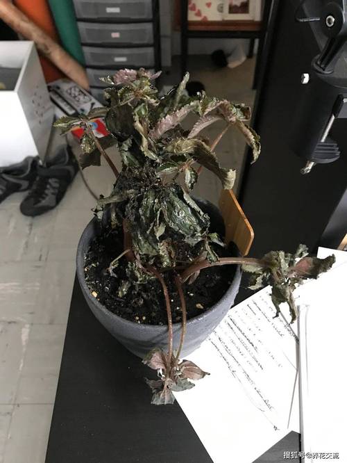 倒挂金钟叶子蔫怎么办，倒挂金钟叶子蔫了怎么回事