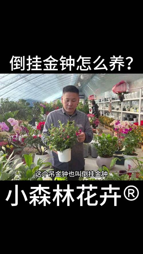 倒挂金钟叶子蔫怎么办，倒挂金钟叶子蔫了怎么回事-第2张图片-优品飞百科