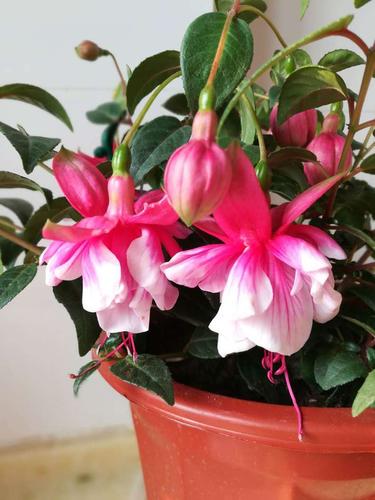 倒挂金钟叶子蔫怎么办，倒挂金钟叶子蔫了怎么回事-第3张图片-优品飞百科