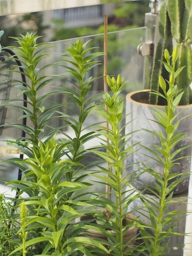 倒挂金钟叶子蔫怎么办，倒挂金钟叶子蔫了怎么回事-第4张图片-优品飞百科