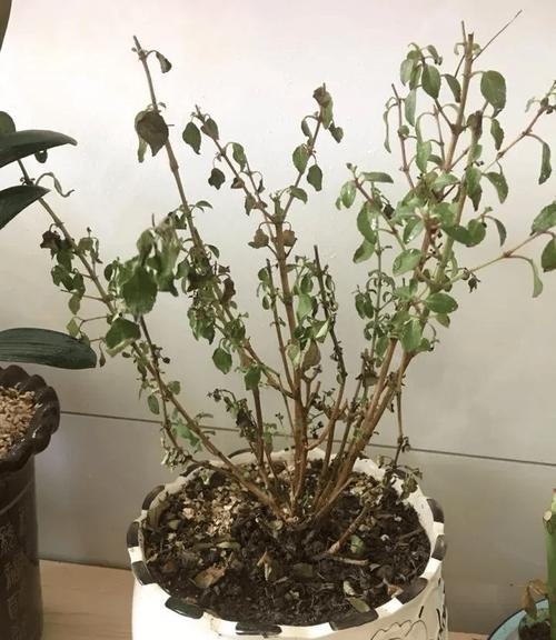 倒挂金钟叶子蔫怎么办，倒挂金钟叶子蔫了怎么回事-第5张图片-优品飞百科