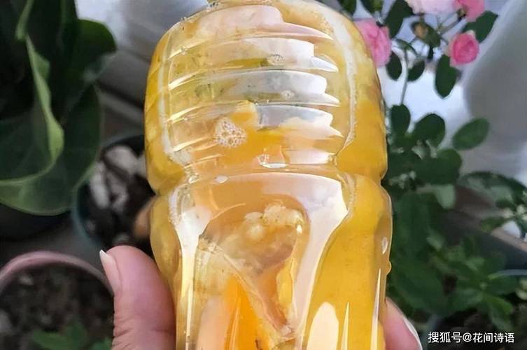 虎皮兰最爱这种“水”的简单介绍-第2张图片-优品飞百科