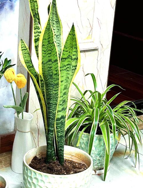 虎皮兰最爱这种“水”的简单介绍-第4张图片-优品飞百科