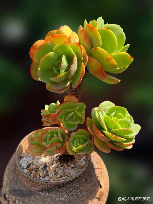 春之奇迹怎么养爆盆，春之焕奇迹水？