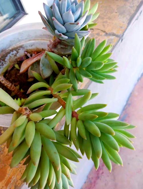 春之奇迹怎么养爆盆，春之焕奇迹水？-第2张图片-优品飞百科